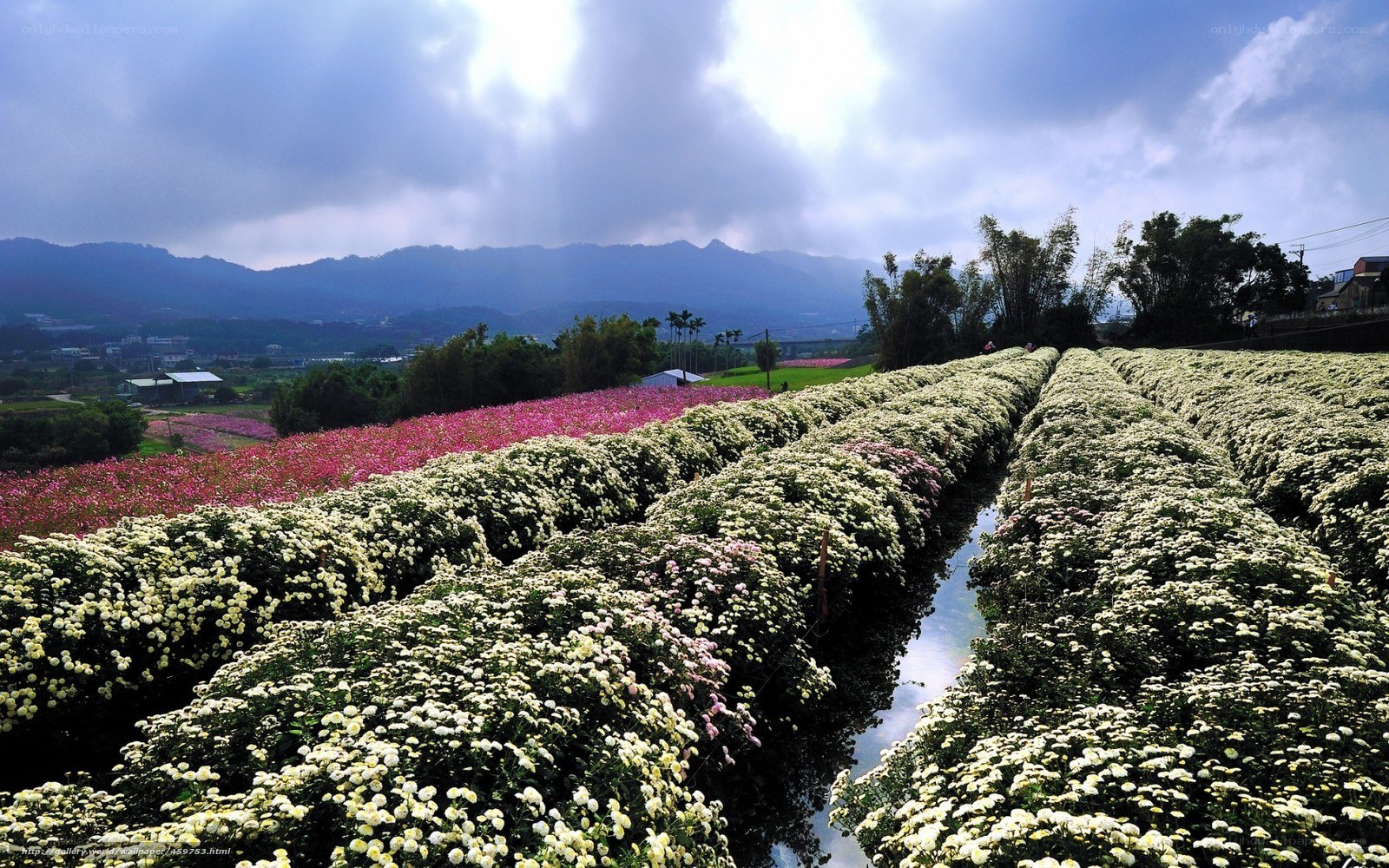 Flower fields with mountain view