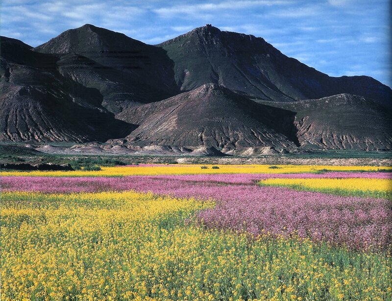 Flower fields with mountains