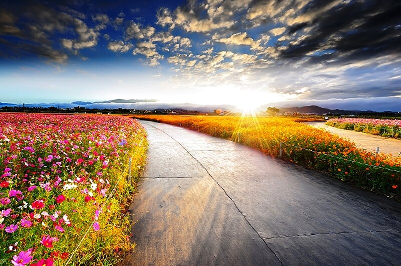 Flower Fields with Path