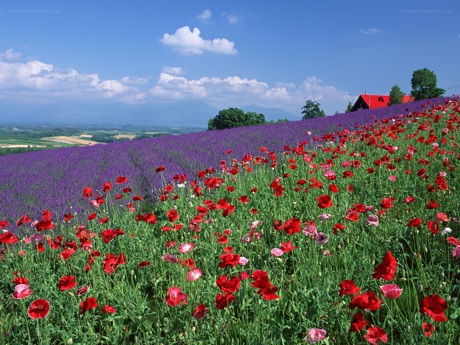 Flower fields with red and purple blooms