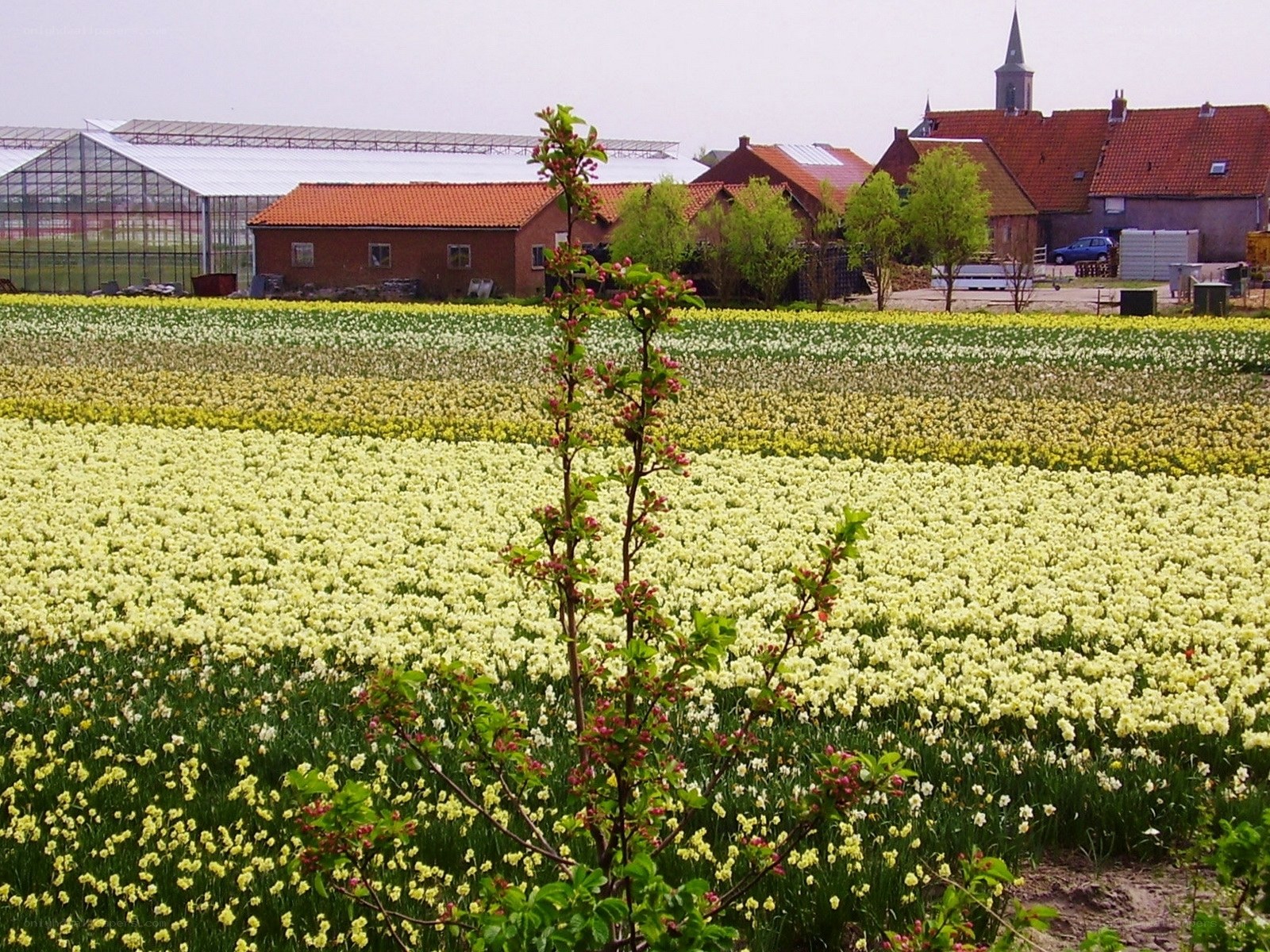 Flower fields with village in background