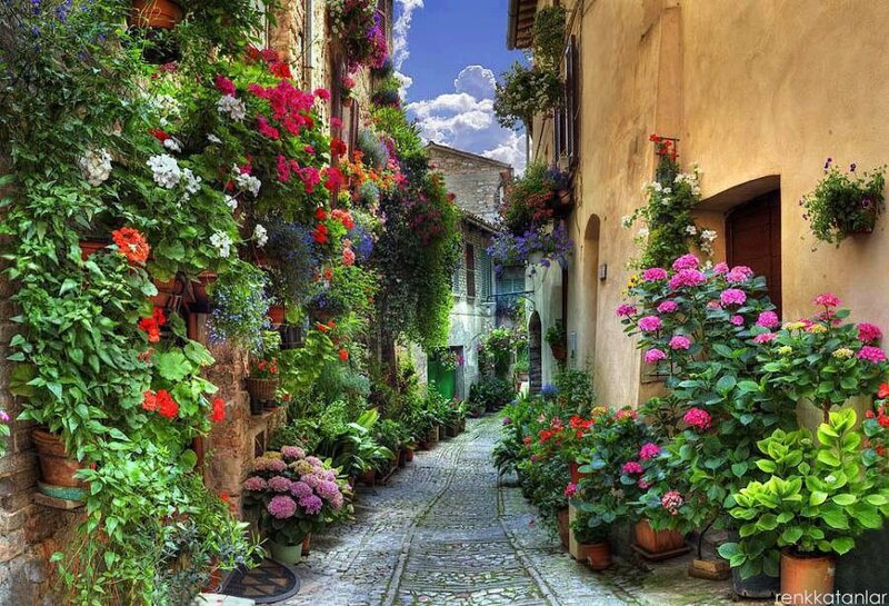 Flower-filled alley in a European town