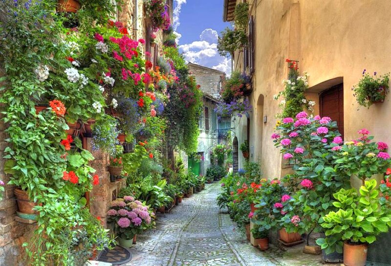 Flower-filled Alleyway — Green, Serene
