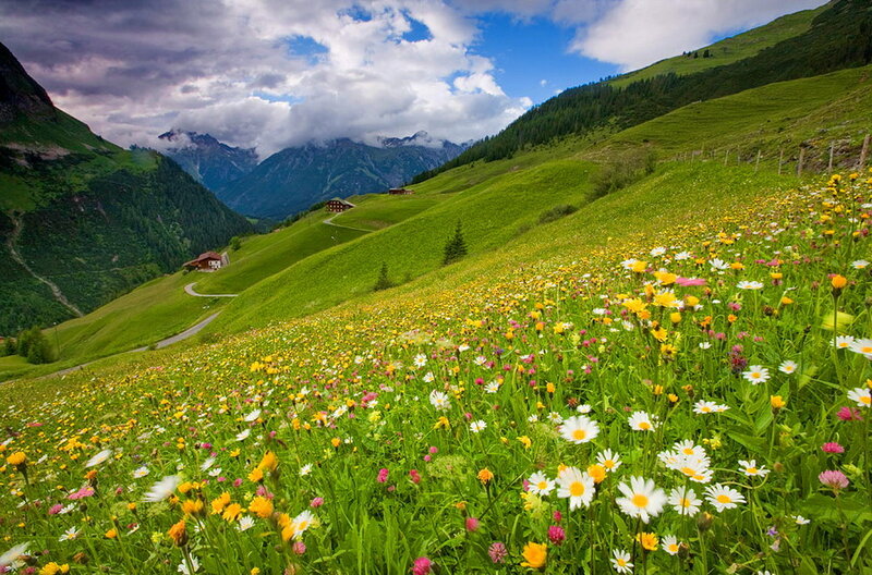 Flower-filled Alpine Meadow