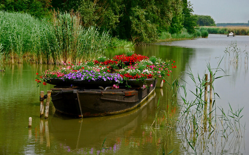 Flower-filled boat on a calm river