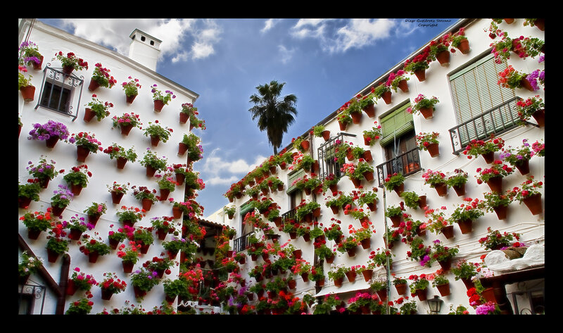 Flower-filled Buildings