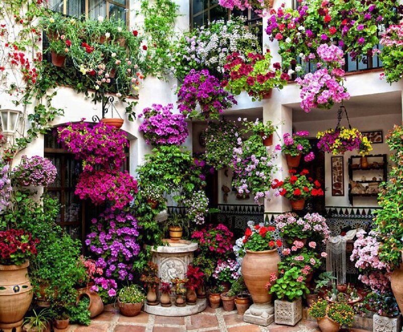 Flower-filled Courtyard — Purple