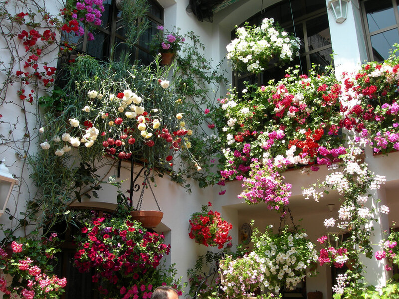 Flower-filled Courtyard — White, Lively, Afternoon