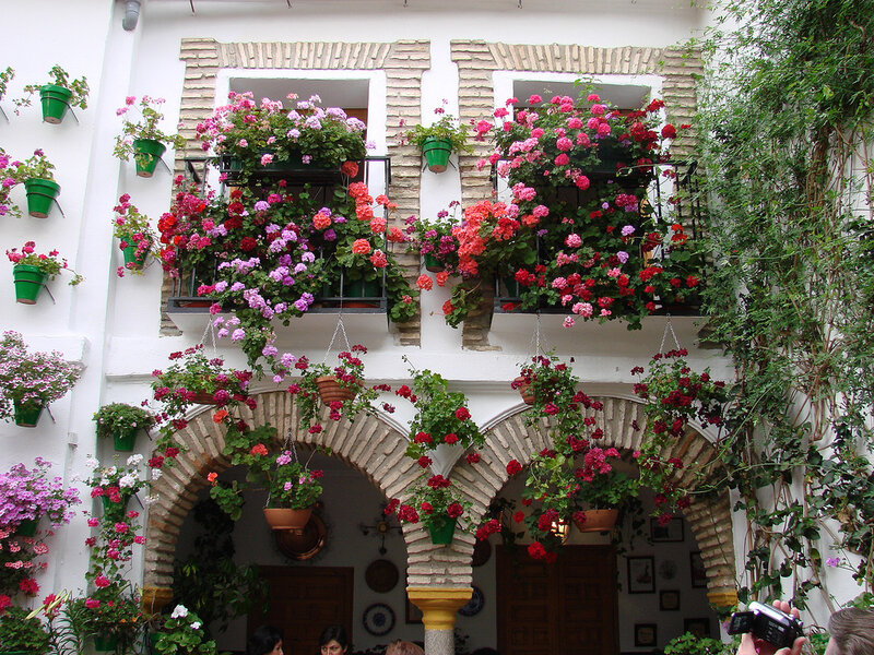 Flower-filled Courtyard — White, Lively