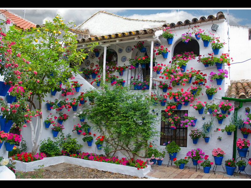 Flower-filled Courtyard — White, Serene, Afternoon, Photograph, Potted Plants, Lemon Tree