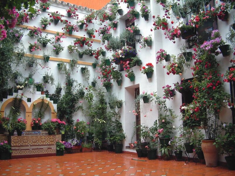 Flower-filled Courtyard — White, Serene, Afternoon, Photograph, Potted Plants