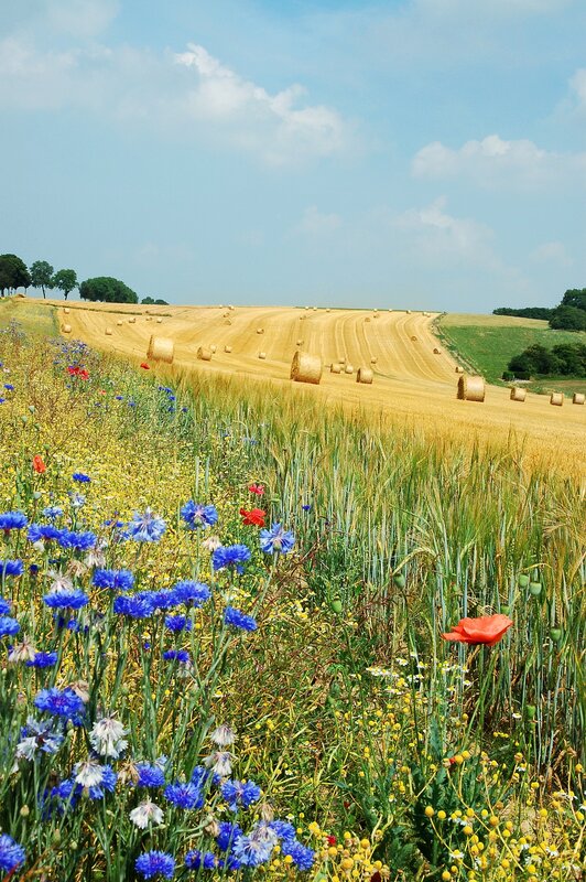 Flower-filled field with hay bales