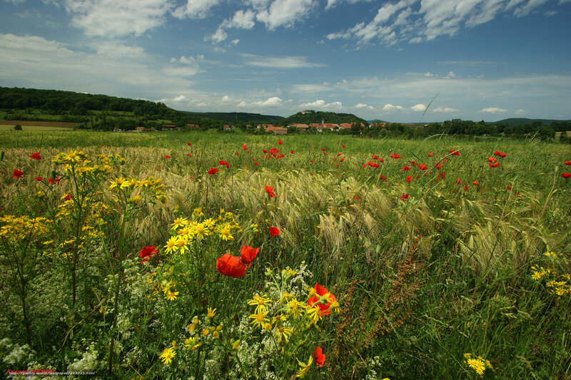 Flower-filled field with village view