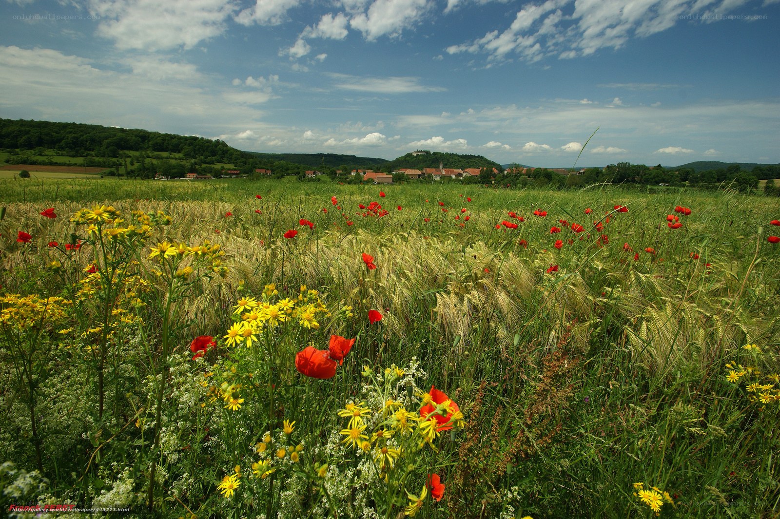 Flower-filled field with village view