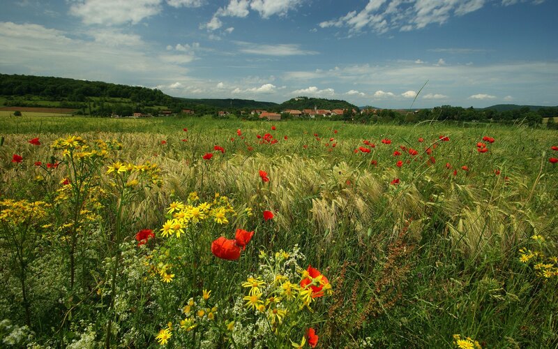 Flower-filled field with village view