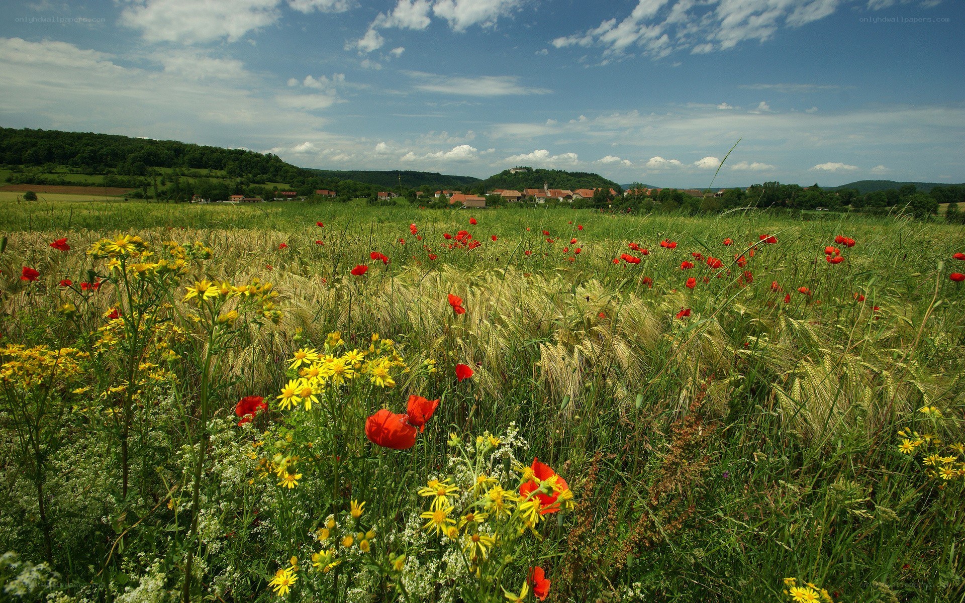 Flower-filled field with village view