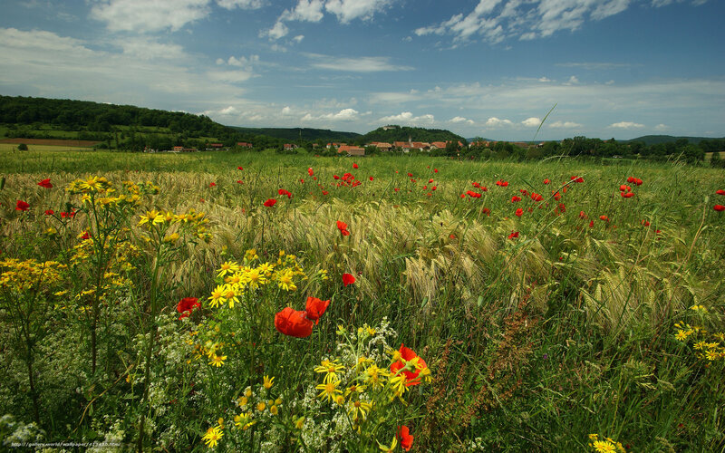 Flower-filled field with village view