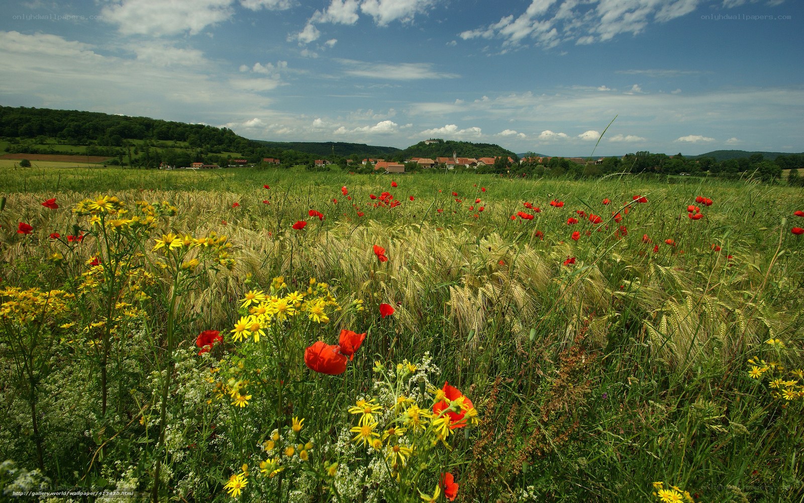 Flower-filled field with village view