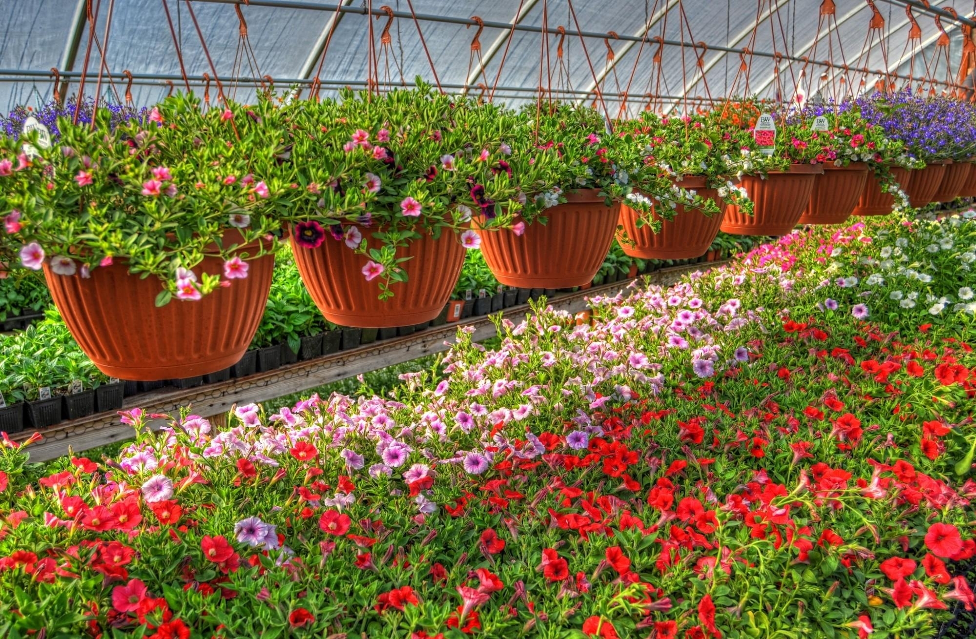 Flower-filled greenhouse display