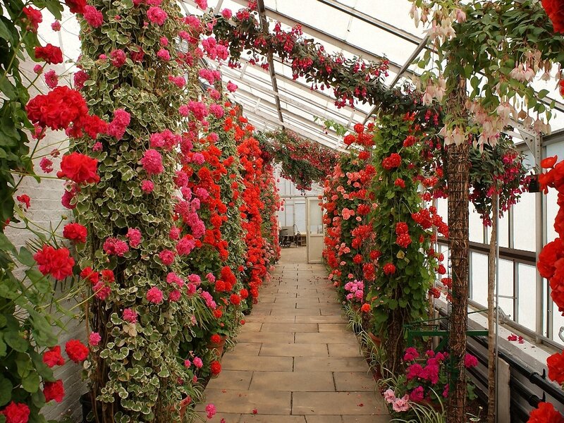 Flower-filled greenhouse walkway