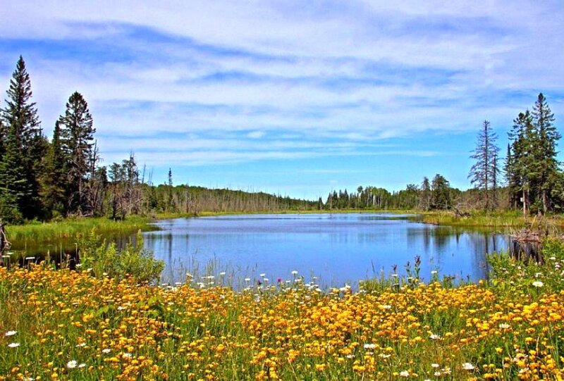 Flower-filled lake in forest