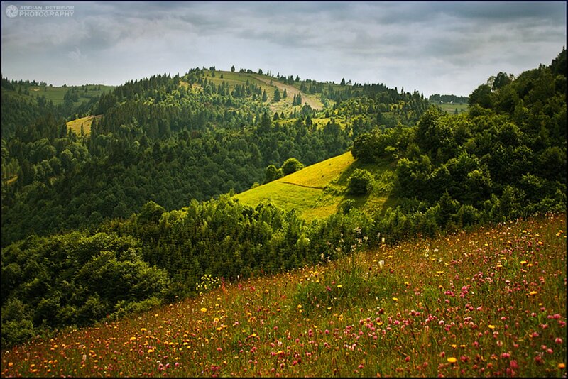 Flower-filled Meadow — Green, Serene, Afternoon, Photograph, Hills