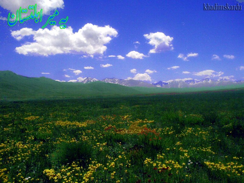 Flower-filled Meadow — Green, Serene, Afternoon