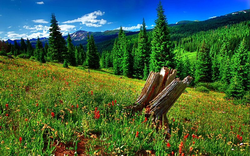 Flower-filled Meadow — Green, Serene, Summer