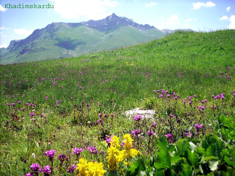 Flower-filled Meadow — Green, Serene