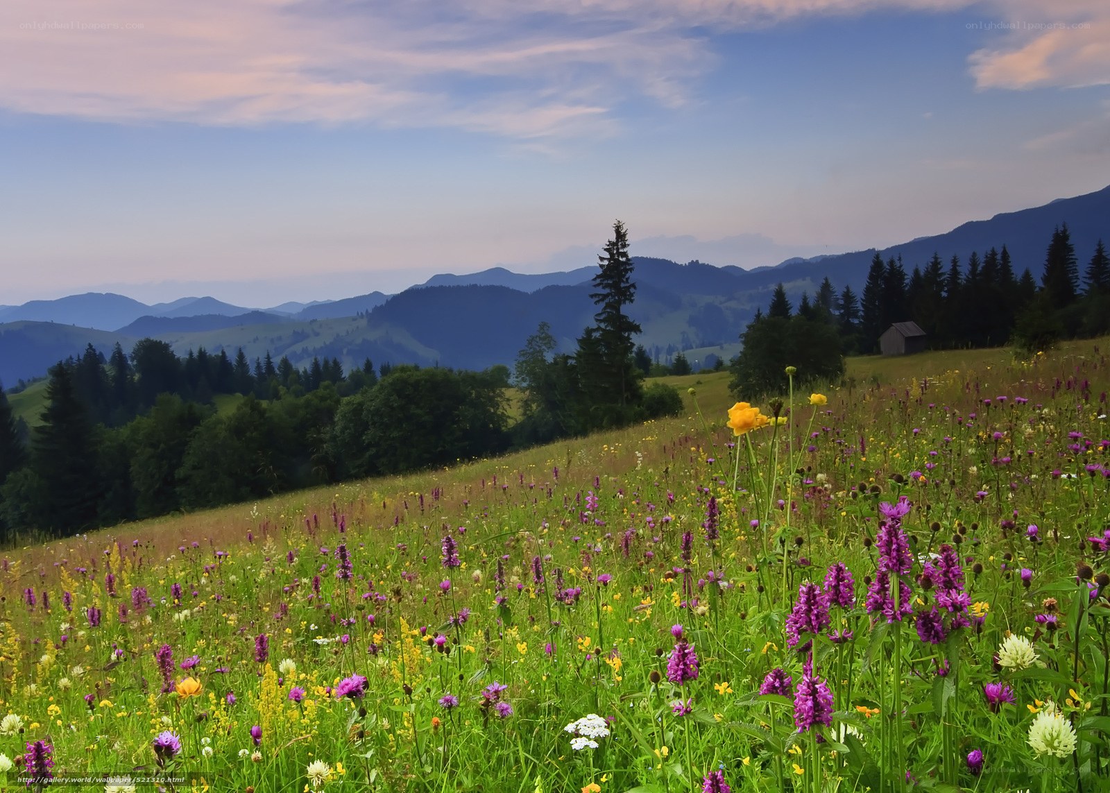 Flower-filled meadow with mountains