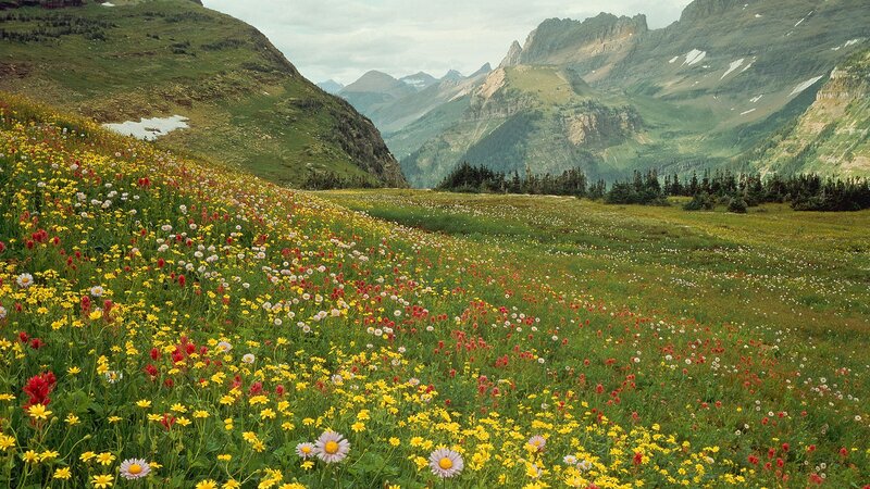 Flower-filled mountain meadow
