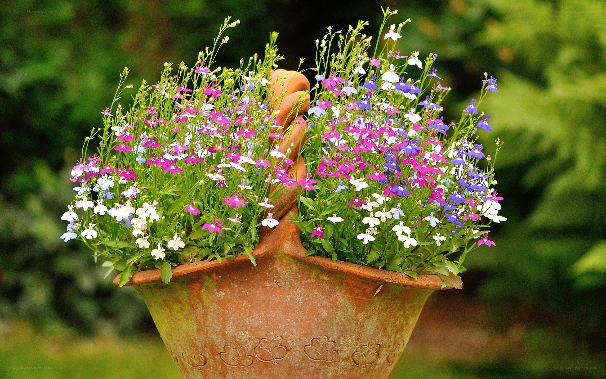 Flower-filled terracotta pot