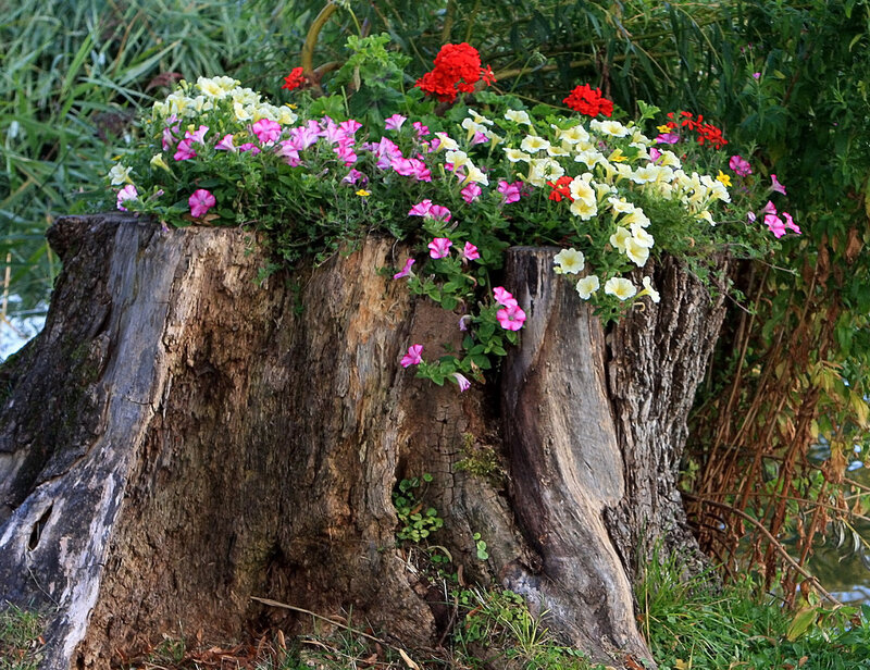 Flower-filled Tree Stump