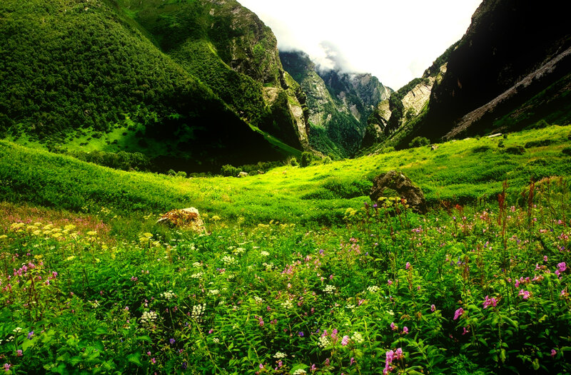 Flower-filled Valley — Green, Serene