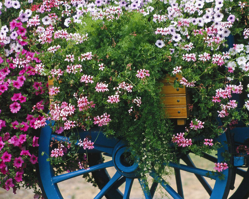 Flower-filled Wagon — Blue