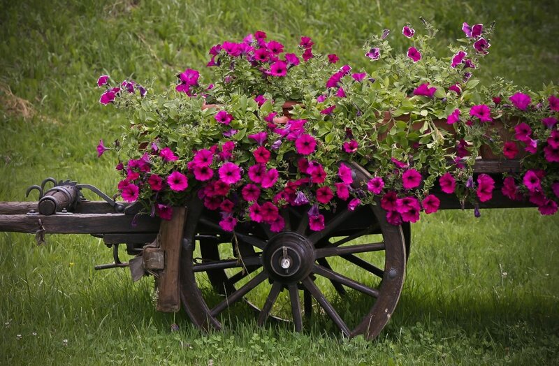 Flower-filled wagon in a field