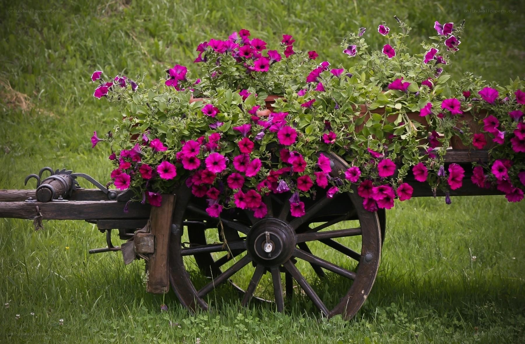 Flower-filled wagon in a field