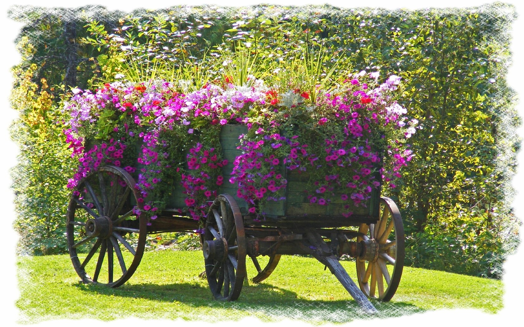 Flower-filled wagon in garden