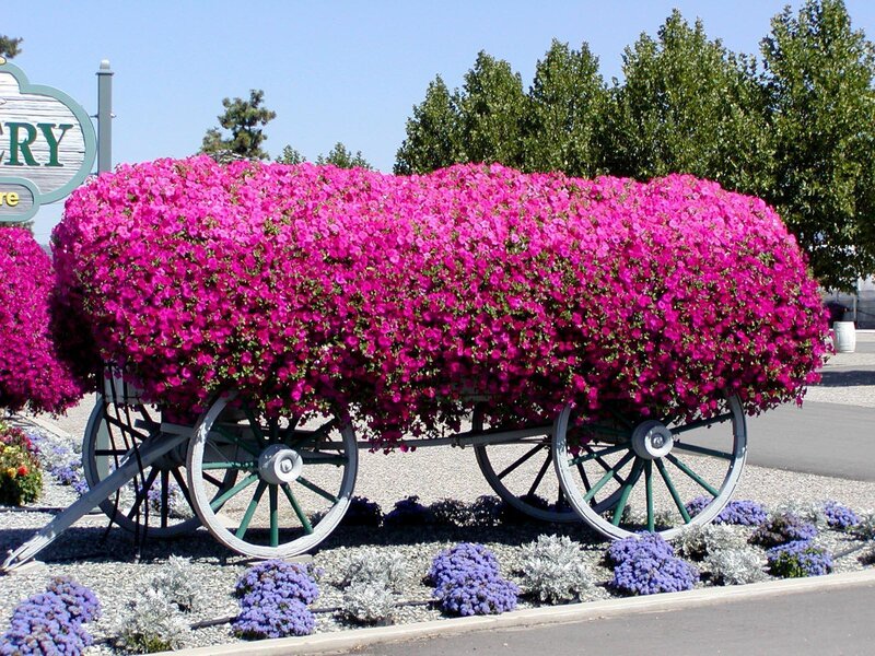 Flower-filled Wagon — Pink, Bright