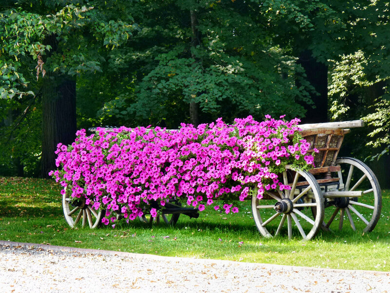 Flower-filled Wagon — Pink, Serene