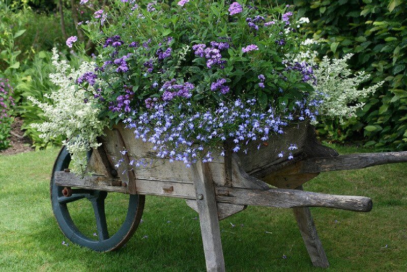 Flower-filled Wheelbarrow — Green, Serene, Afternoon