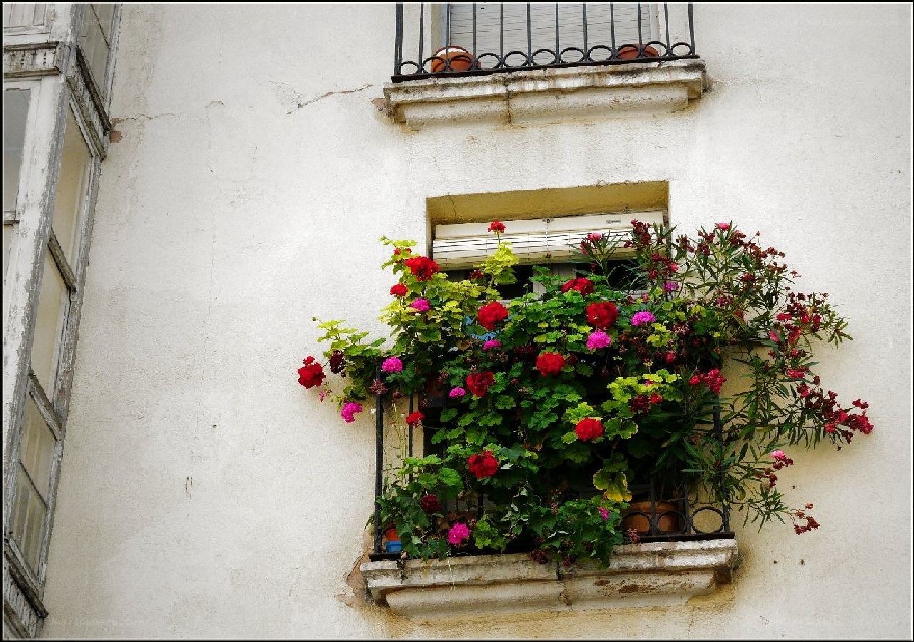 Flower-filled window box