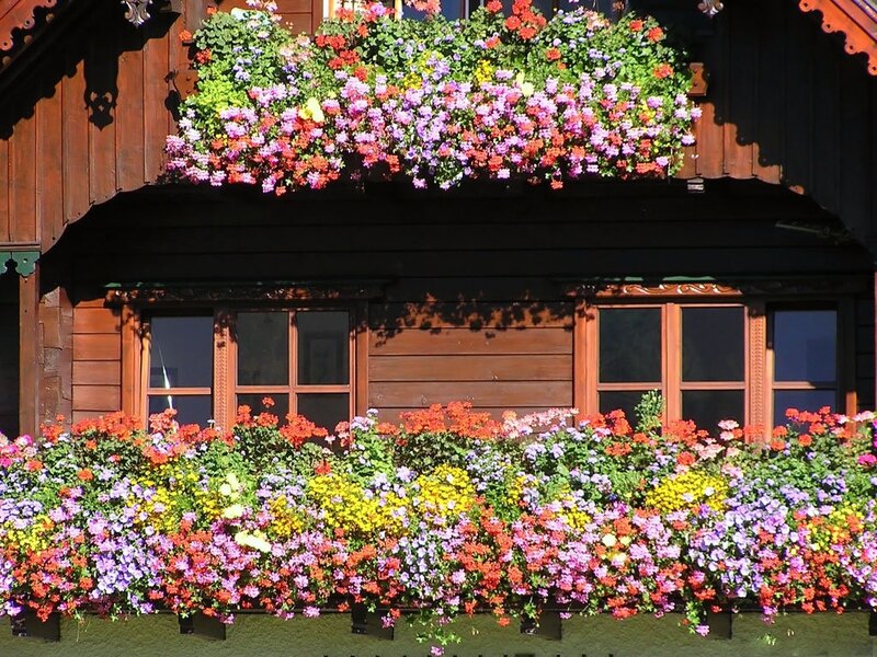 Flower-filled Window Boxes