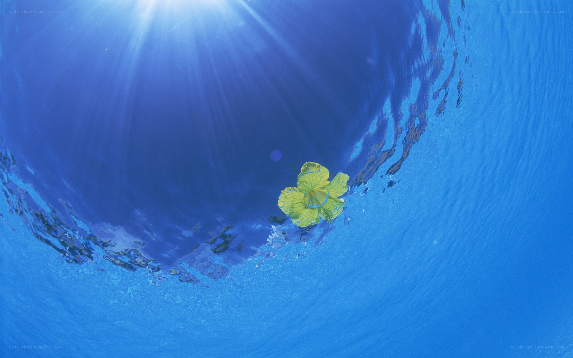 flower floating underwater
