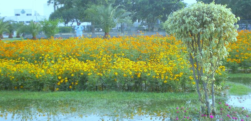 Flower garden after rain