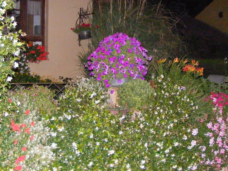 Flower Garden at Night