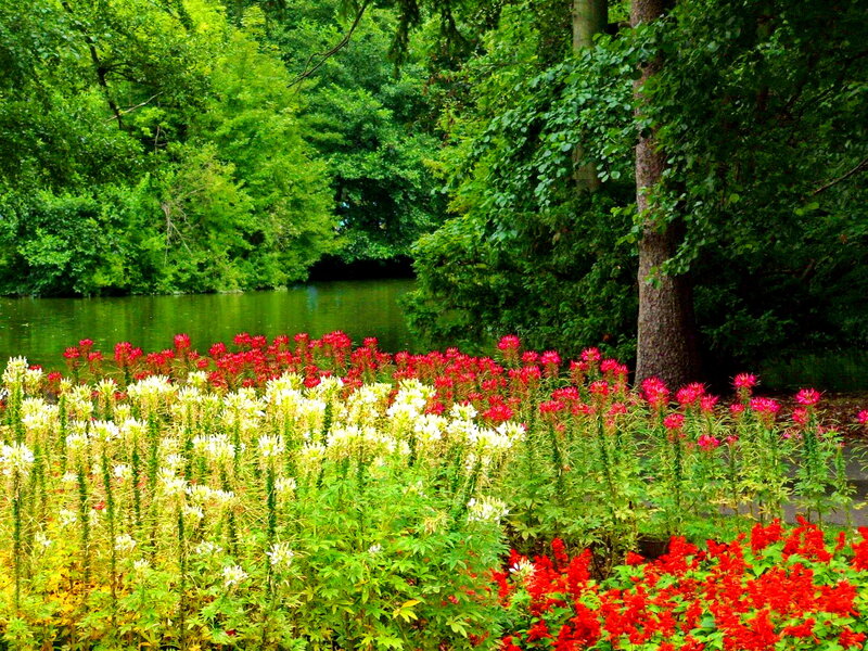 Flower Garden by Pond — Green, Serene