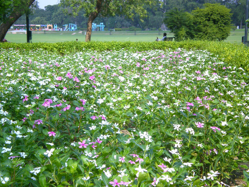 Flower garden in a park