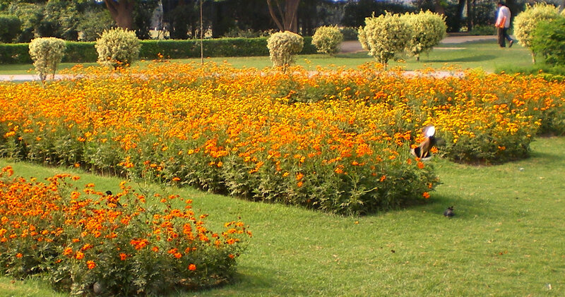 Flower garden in a park