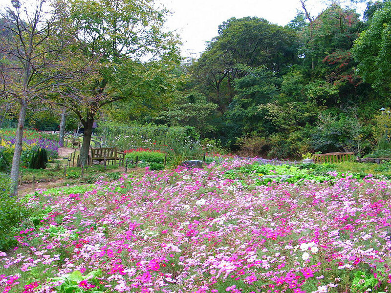 Flower garden in autumn